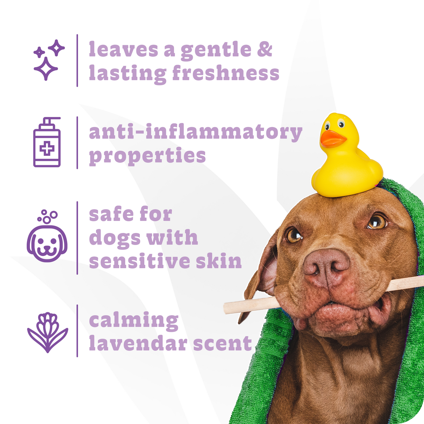 Calming Lavender Dog Conditioner, 1 Gallon
